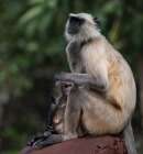 India, Rajasthan. Ranthambore NP. Female Grey Langur monkey protecting her very young juvenile Art Print